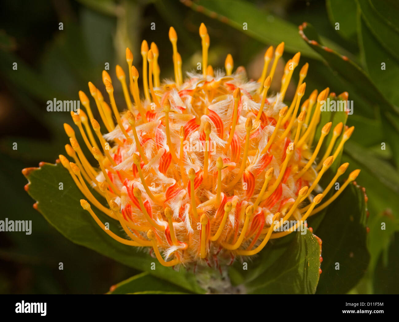 Fleur orange vif de Leucospermum x conocarpodendron glabrum - Mardi Gras Rubans avec feuillage vert Banque D'Images