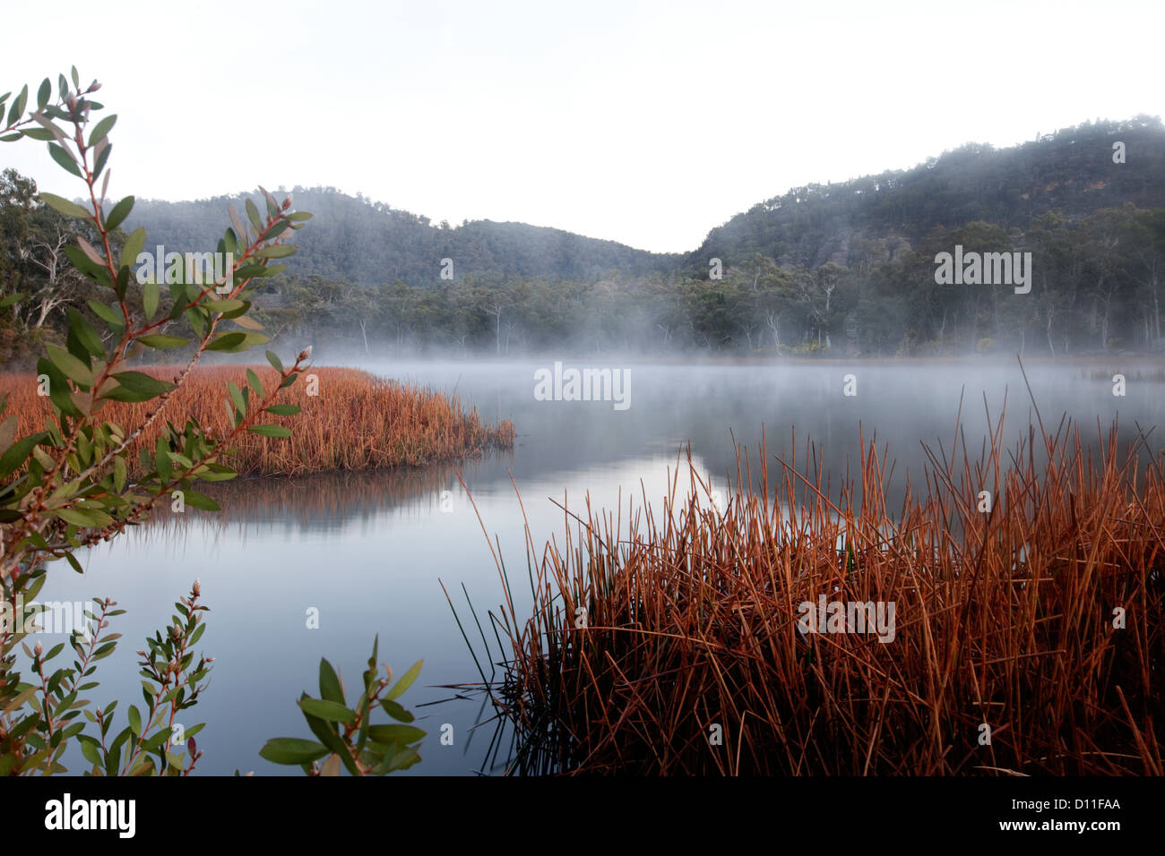 Paysage avec brume matinale qui s'élève au-dessus des eaux calmes du lac, de roseaux et de forêts à Dunn's Swamp, du Parc National Wollemi, EN IN Banque D'Images
