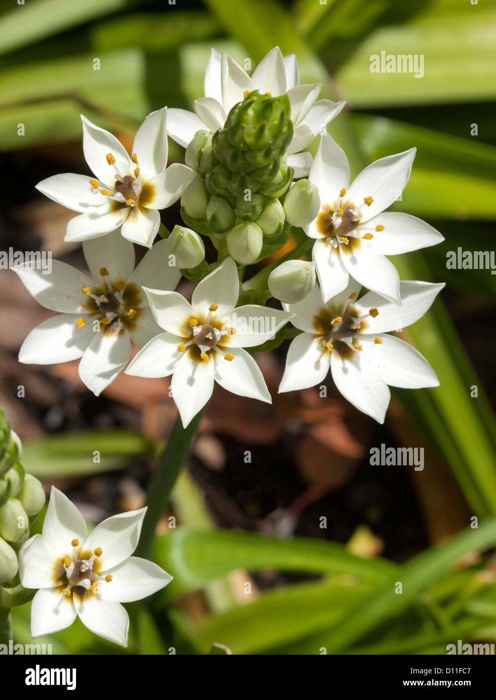 Ornithogalum 'flocon' Chesapeake - grappe de fleurs en forme d'étoile blanche et boutons verts avec le feuillage Banque D'Images