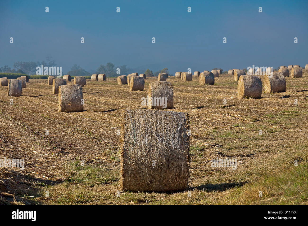 Vaste champ avec de nombreuses balles de paillis après la récolte de canne à sucre sur une plantation de canne à sucre / ferme under blue sky Banque D'Images