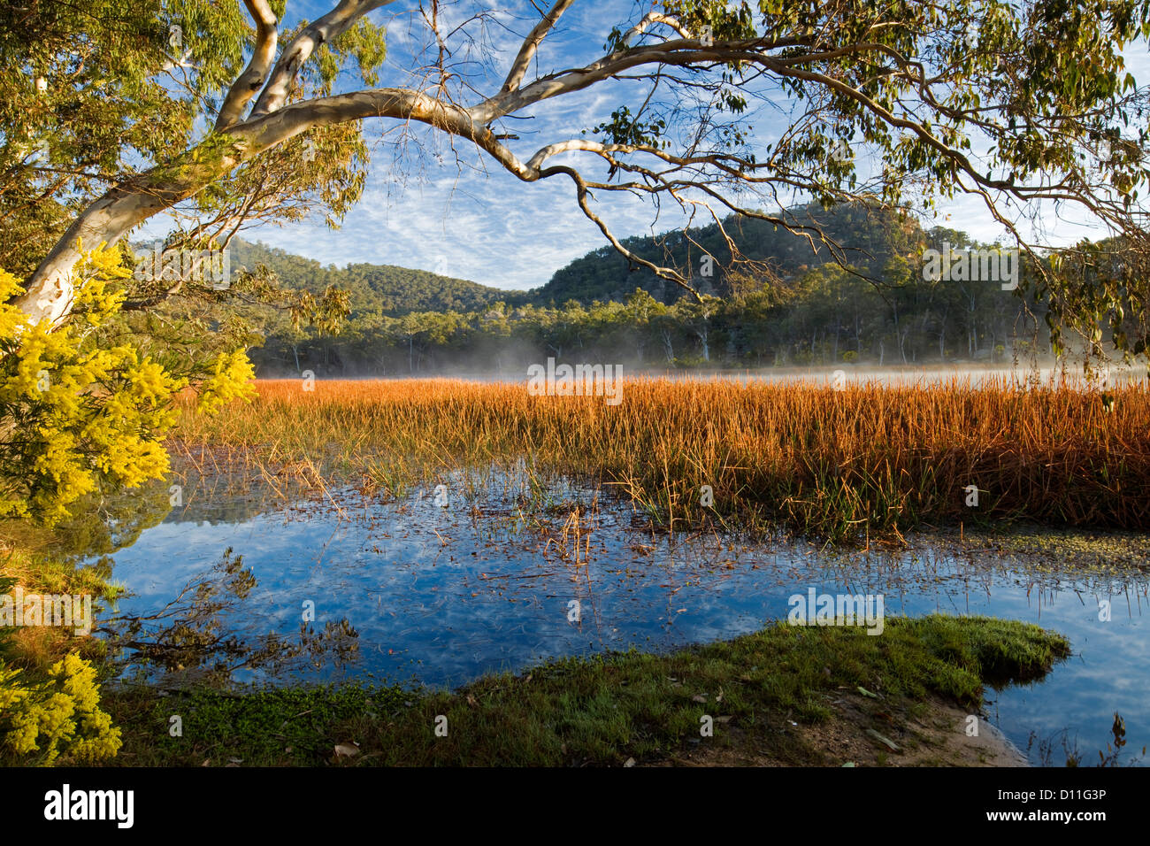 Paysage avec wattle / Acacia fleurs et de brume du matin calme sur le lac bleu à Dunns, marais du parc national Wollemi, NSW Australie Banque D'Images