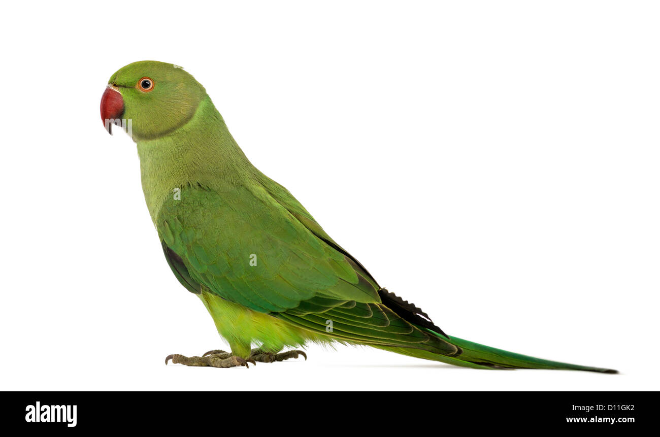 Vue latérale d'un héron pourpré, Psittacula krameri, également connu sous le nom de perruche à collier contre fond blanc Banque D'Images