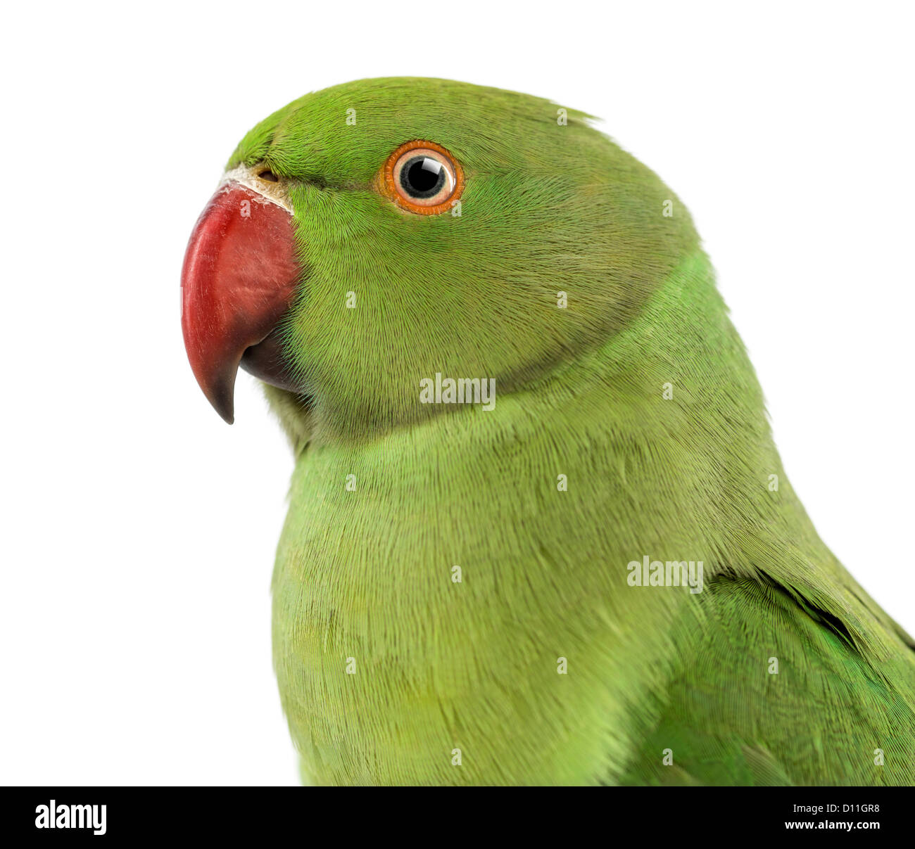 Close-up d'un héron pourpré, Psittacula krameri, également connu sous le nom de perruche à collier contre fond blanc Banque D'Images