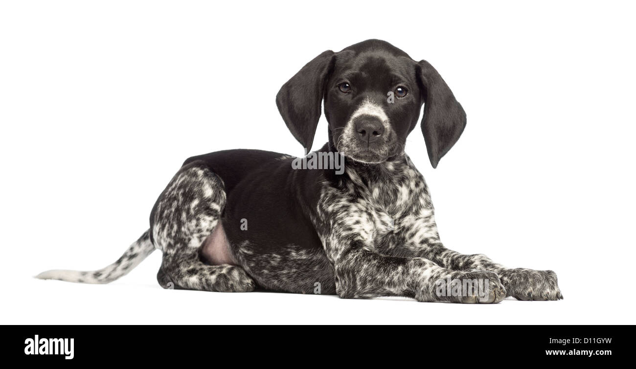 Braque Allemand, 10 semaines, avoir menti sur fond blanc Banque D'Images