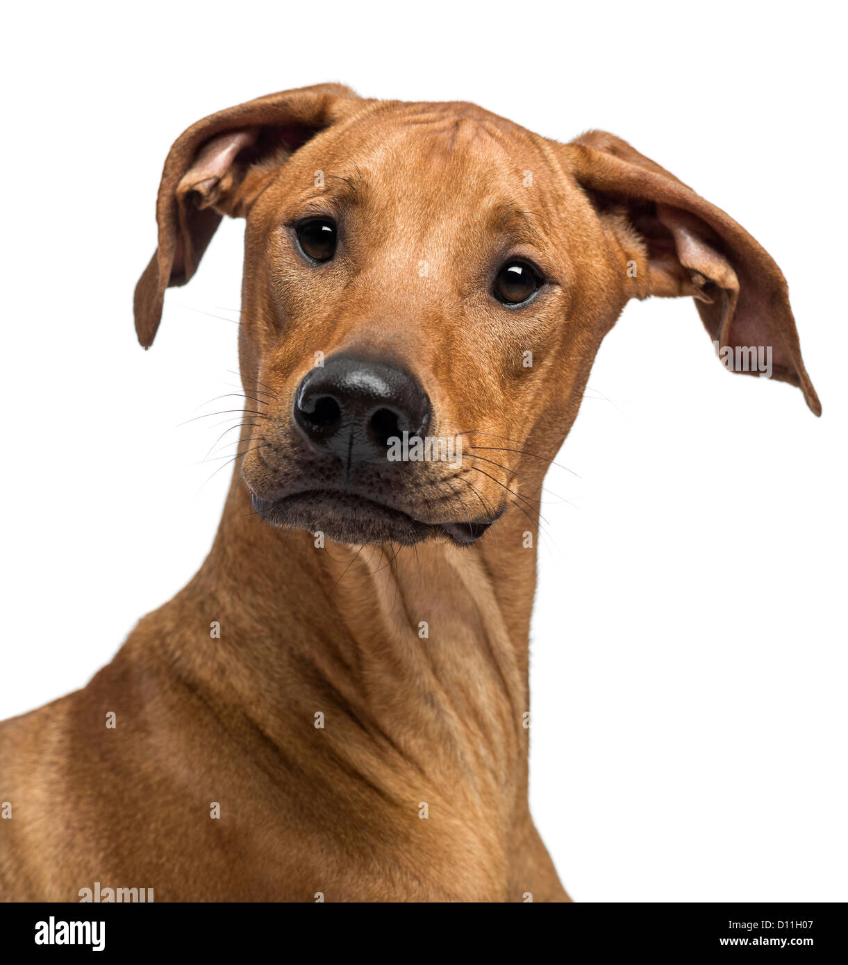 Close-up d'un Rhodesian Ridgeback regardant la caméra contre fond blanc Banque D'Images