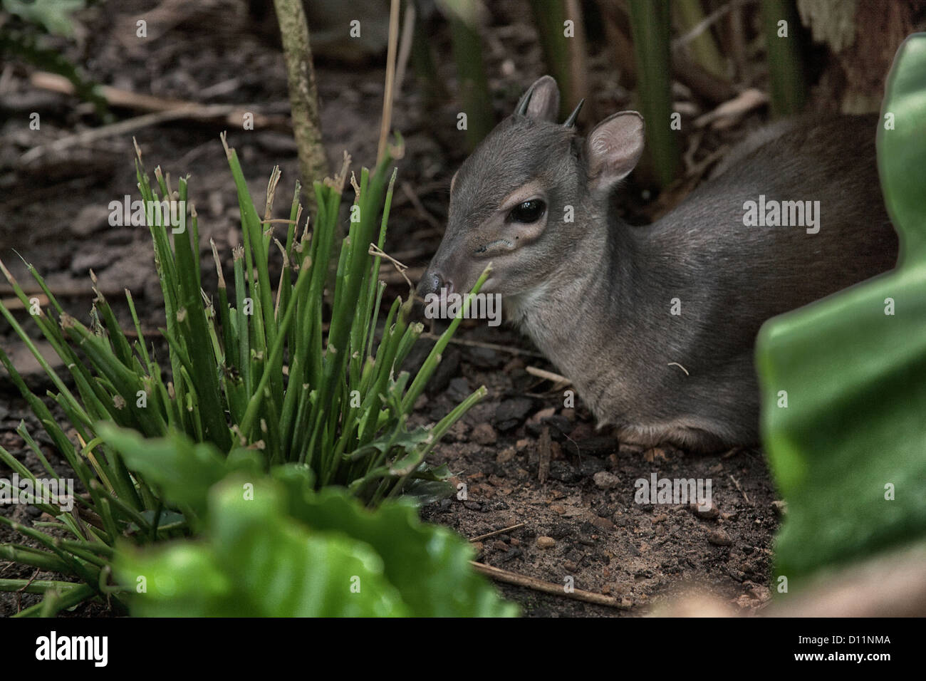 Bebe Chevreuil Assis Sous Un Buisson Photo Stock Alamy