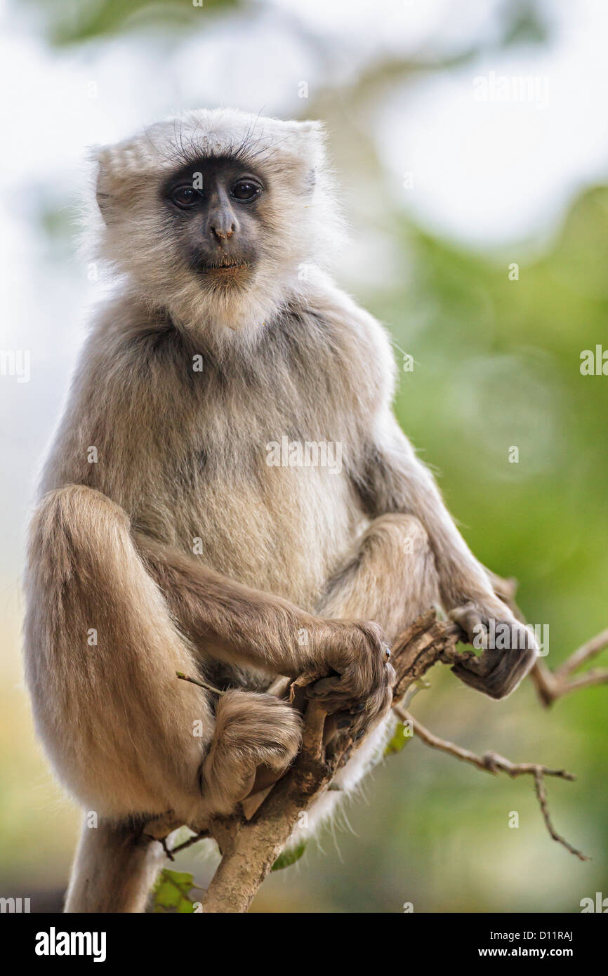 L'Inde, l'Uttarakhand, Langur à Jim Corbett National Park Banque D'Images