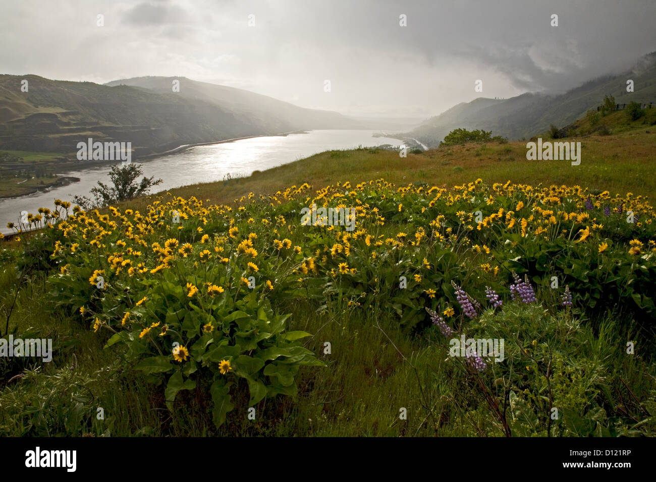 OREGON - Lupin et deltoïdes qui fleurit sur le plateau de Rowena article de la gorge du Columbia National Scenic Area. Banque D'Images