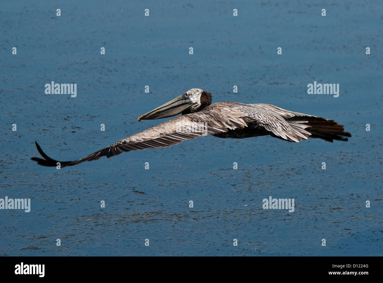 Pélican brun Pelecanus occidentalis Réserve écologique de Bolsa Chica California USA Banque D'Images