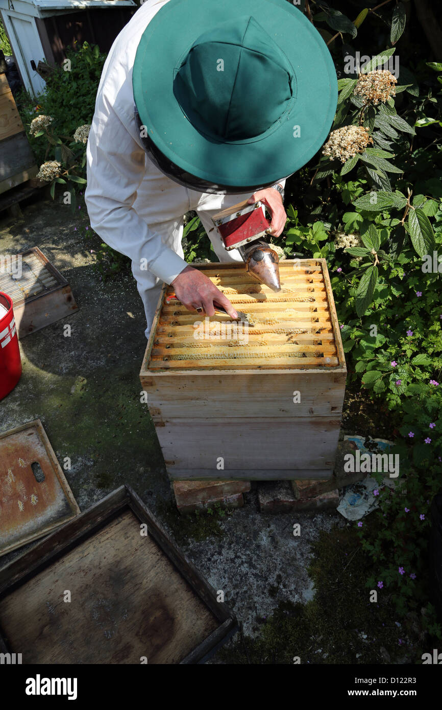 Retrait de l'apiculteur abeille Propolis depuis le haut de la ruche Surrey England Banque D'Images