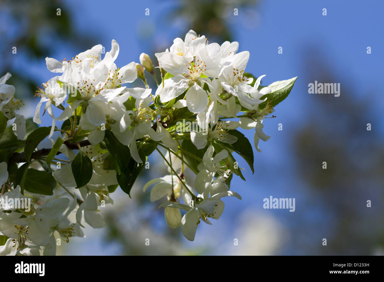 Close up of Apple Blossom, Niagara-on-the-Lake, Ontario, Canada Banque D'Images