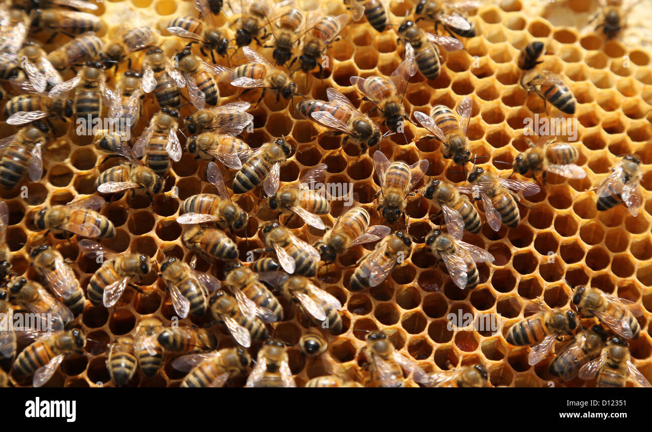 Les abeilles sur un cadre d'une ruche Surrey England Banque D'Images