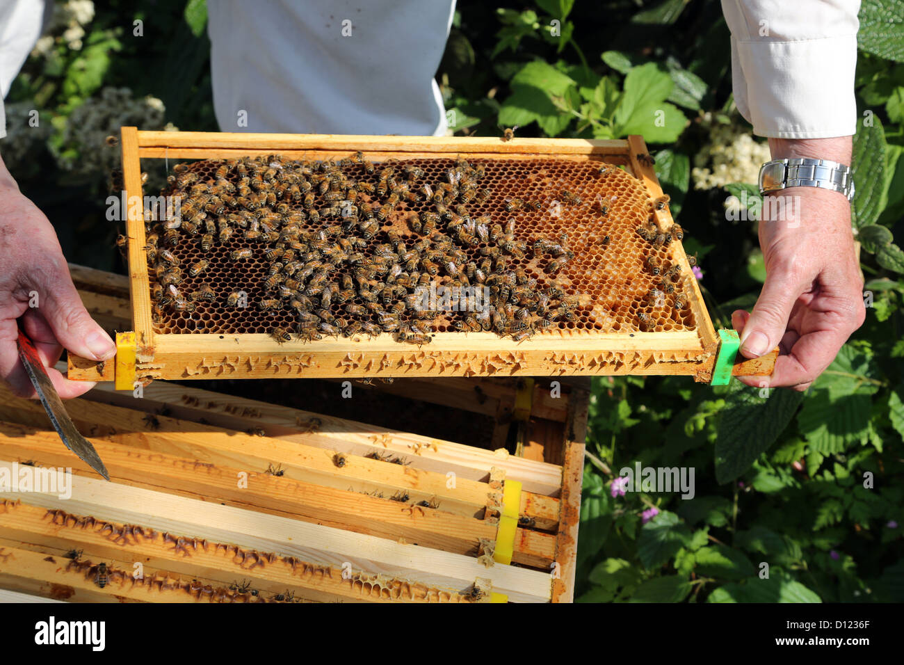 Retrait de l'apiculteur d'un cadre de ruche d'examiner les abeilles Surrey England Banque D'Images