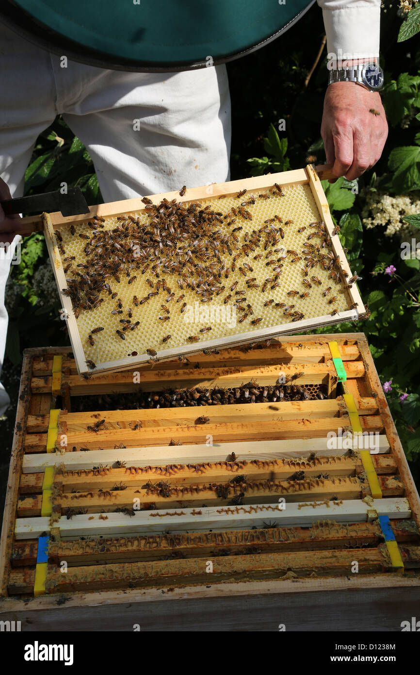 Retrait de l'apiculteur d'un cadre de ruche d'examiner les abeilles Surrey England Banque D'Images