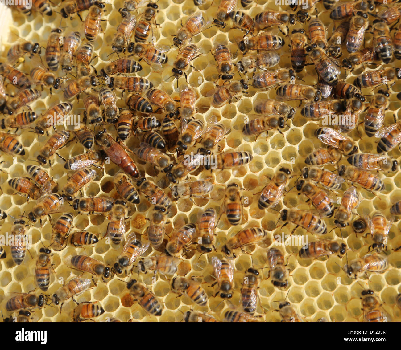 Reine des abeilles avec du miel d'abeilles sur un cadre d'une ruche Surrey England Banque D'Images