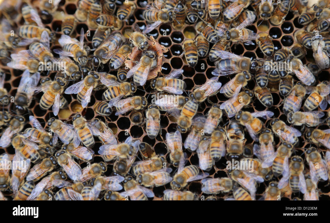 Les abeilles du miel essayant de fermer une cellule royale qui a été ouvert Surrey England Banque D'Images