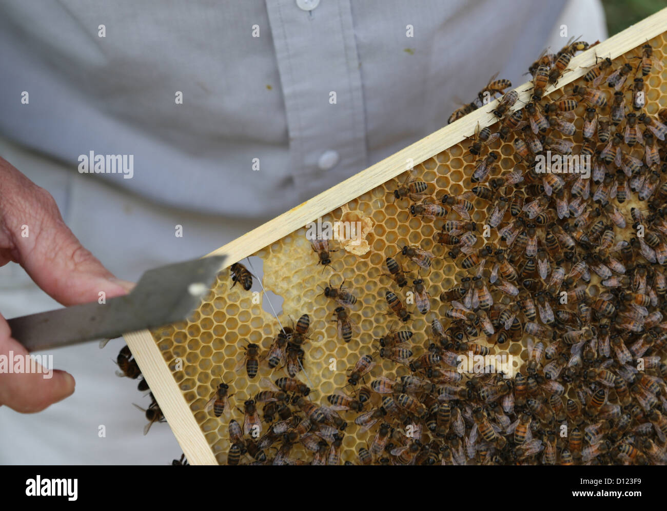 Cellule royale ouverte montrant les bee sur le bâti à partir de la ruche Surrey England Banque D'Images