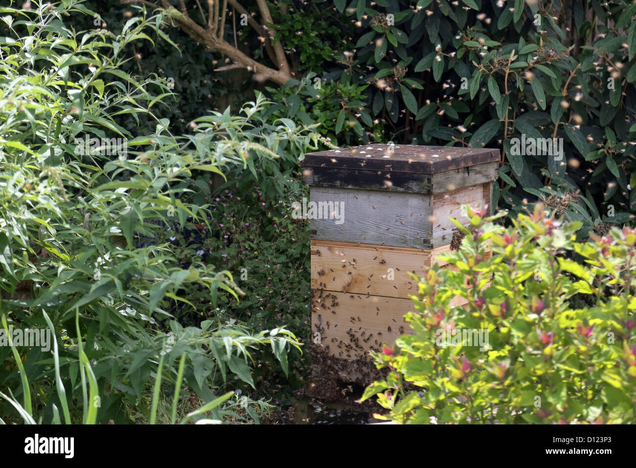 L'essaimage des abeilles dans une ruche de jardin Surrey England Banque D'Images