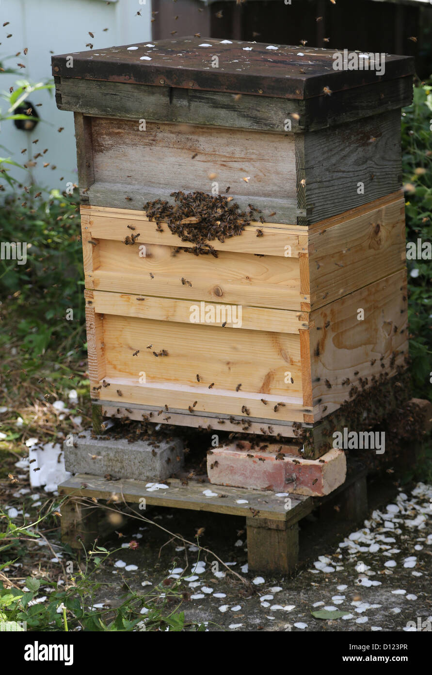 Ruche d'abeilles de l'essaim se préparent à Surrey en Angleterre Banque D'Images