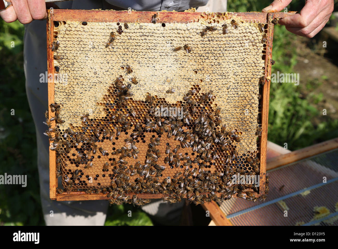 Couvain et d'abeilles plafonné sur un cadre de ruche Surrey England Banque D'Images
