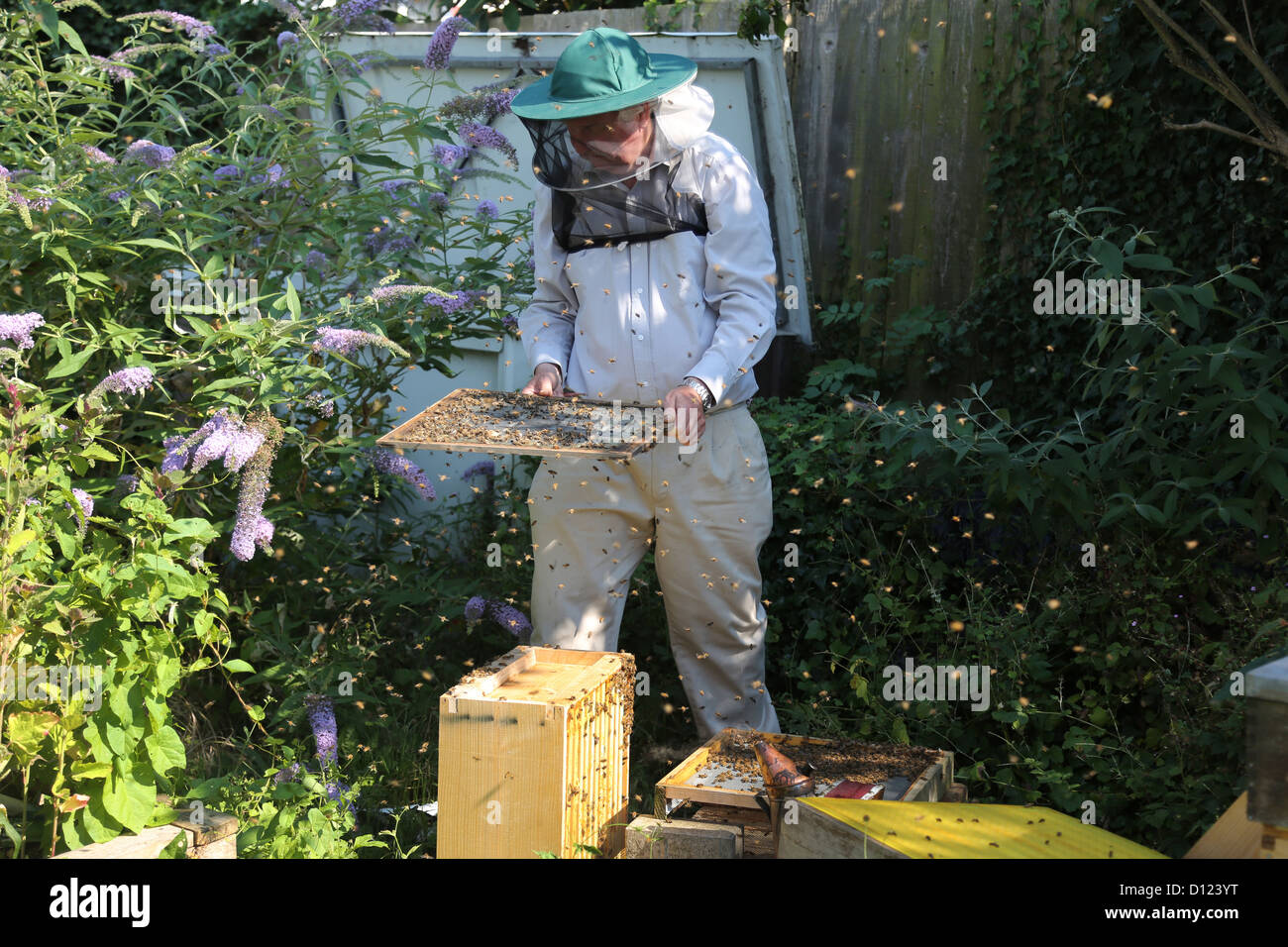 La Division d'un apiculteur ruches à abeilles battant Surrey England Banque D'Images