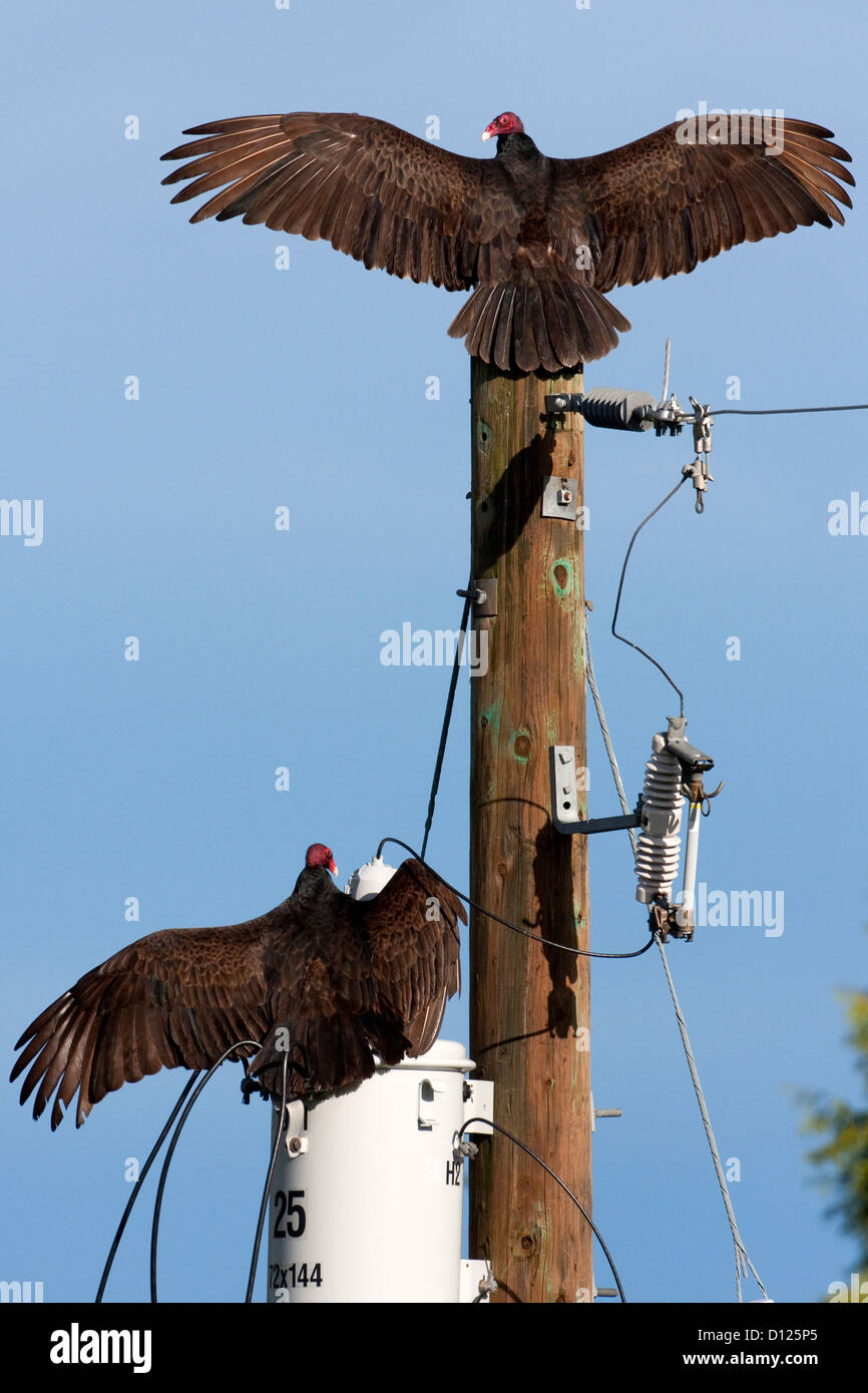 2 L'Urubu à tête rouge (Cathartes aura) avec deux ailes déployées, l'une sur l'autre poteau télégraphique d'un transformateur à Nanaimo, BC Banque D'Images