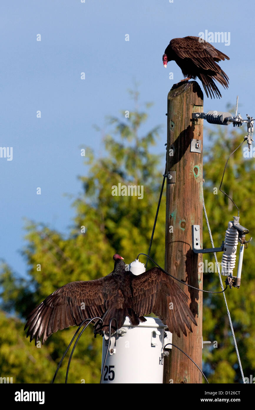 2 L'Urubu à tête rouge (Cathartes aura) sur un poteau télégraphique, l'autre sur un transformateur avec ailes déployées à Nanaimo, BC Banque D'Images