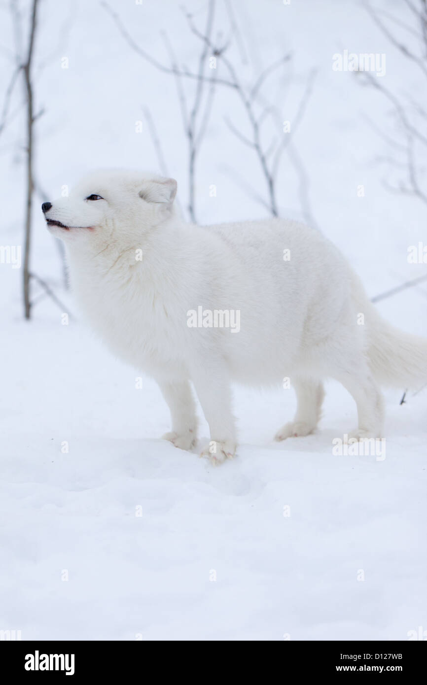 Le renard arctique dans la neige Banque D'Images