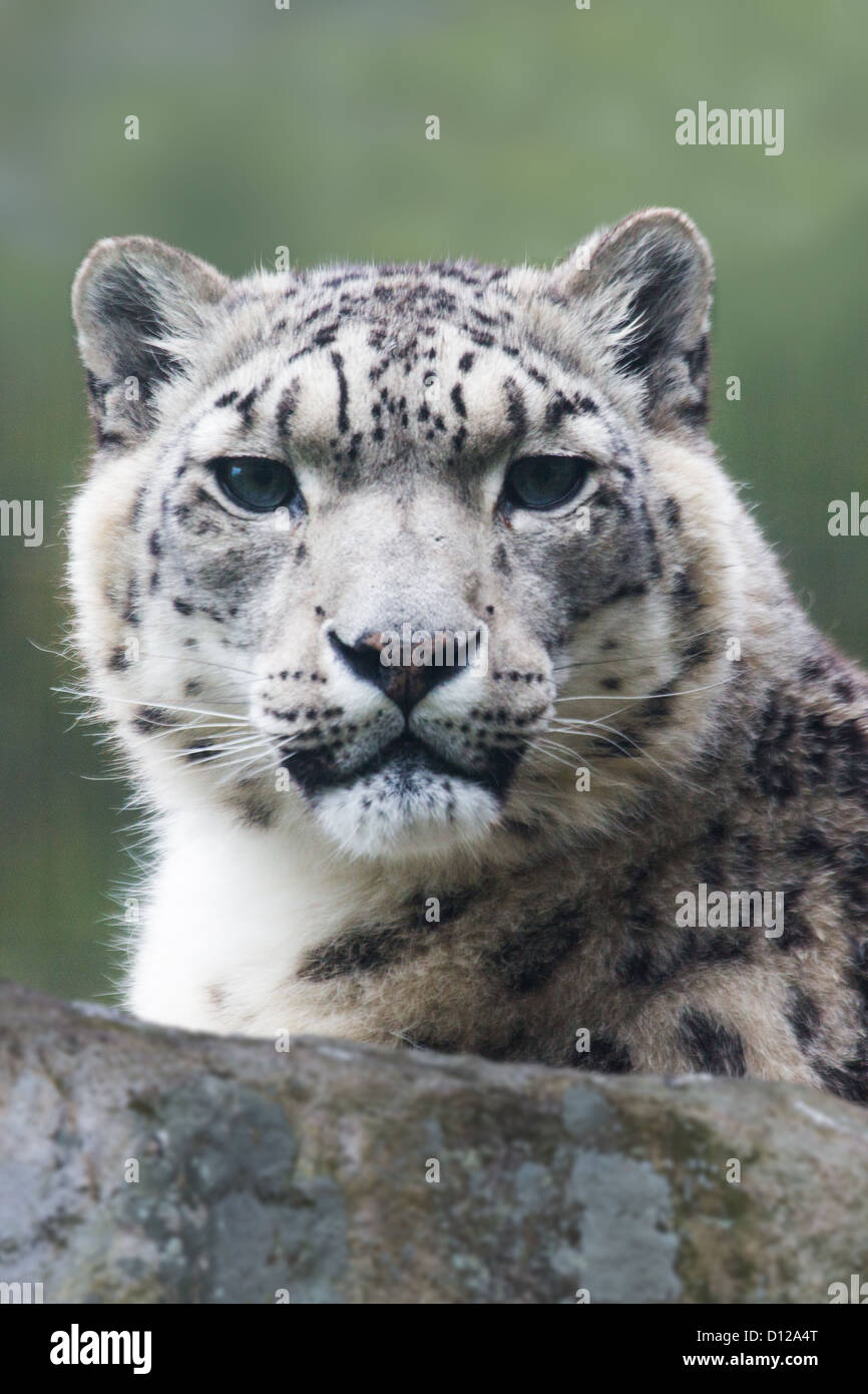 Une image haute résolution d'un léopard des neiges Banque D'Images