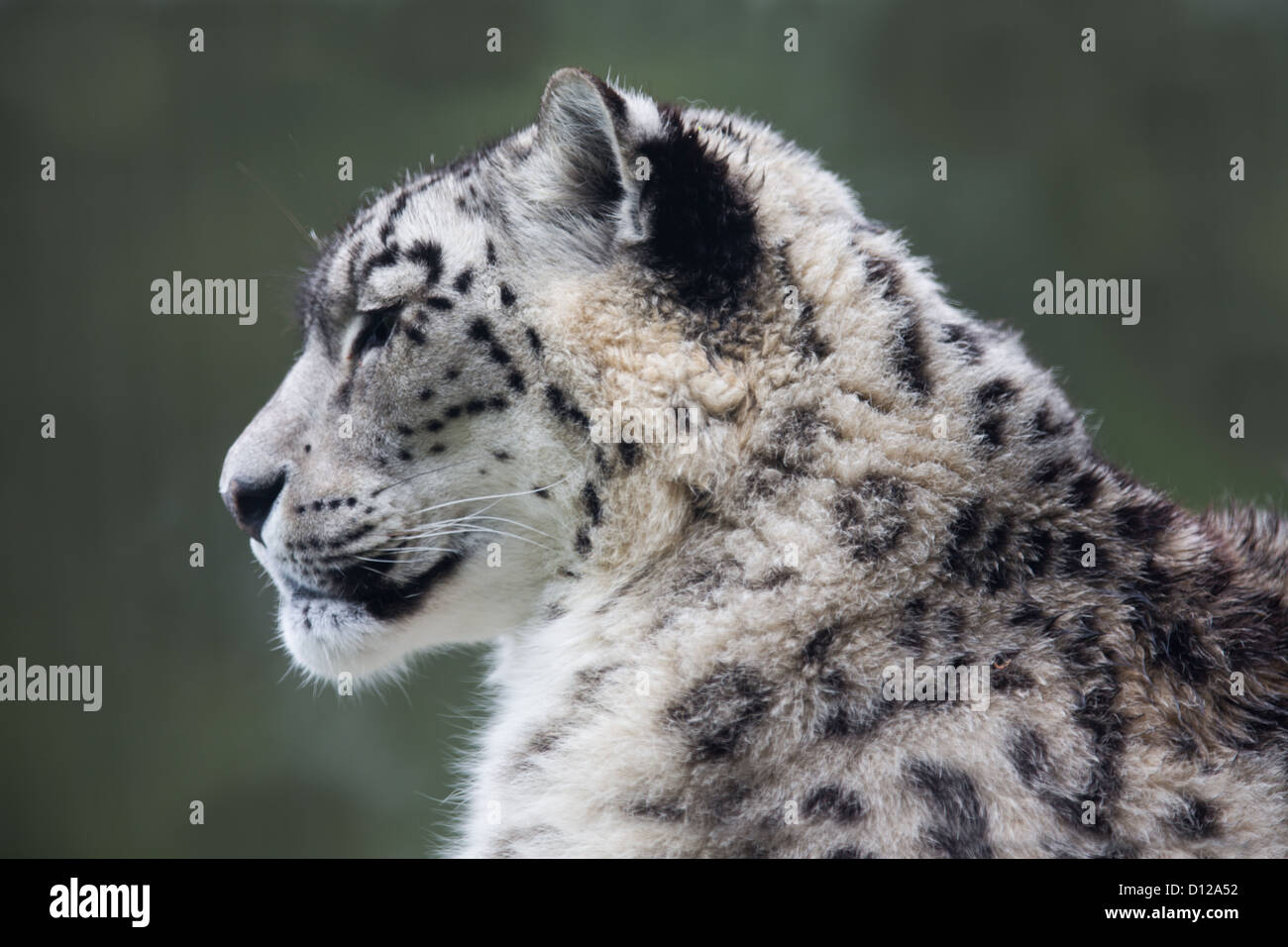 Une image haute résolution d'un léopard des neiges Banque D'Images