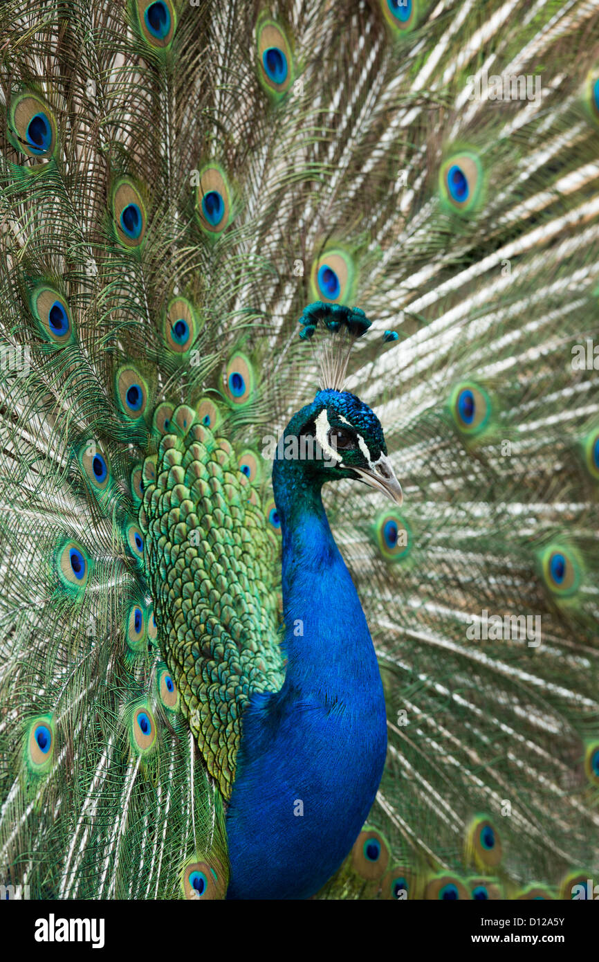 Les plumes de paon afficher Banque D'Images