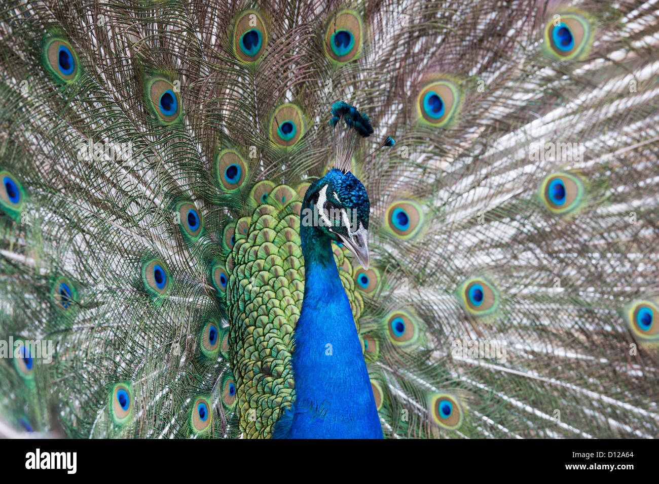 Les plumes de paon afficher Banque D'Images