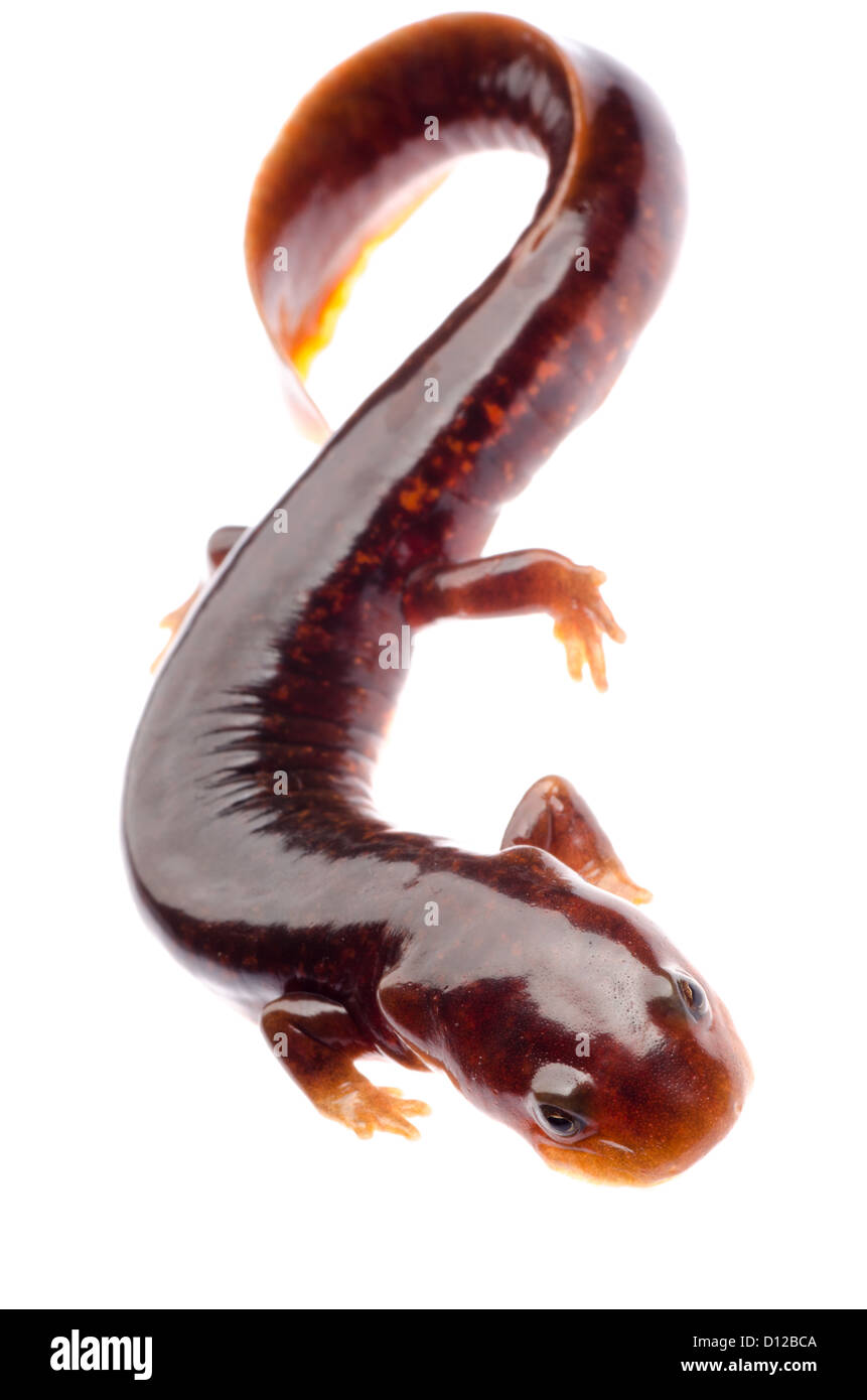 Salamandre tsitou chinois newt isolated on white Banque D'Images