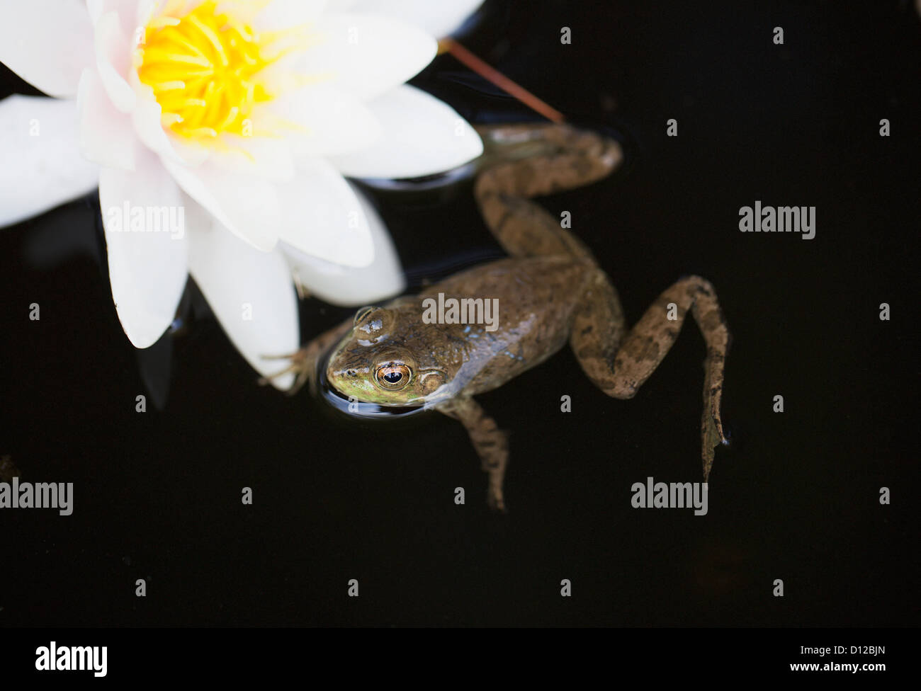 Une grenouille se trouve dans l'eau à côté d'une fleur aquatique ; l'île de Vancouver, British Columbia Canada Banque D'Images