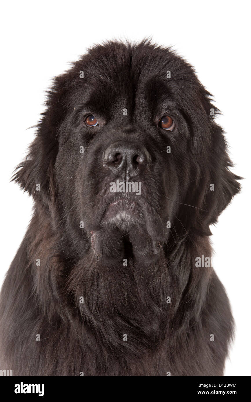 Portrait de chien Terre-neuve sur fond blanc Banque D'Images