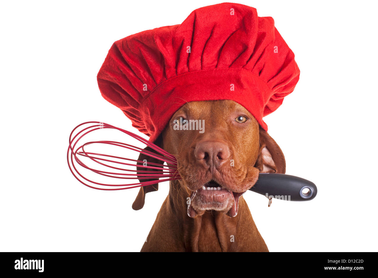 Pure race Vizsla devint chef chien portant bonnet rouge et la tenue en bouche batteur à oeufs Banque D'Images