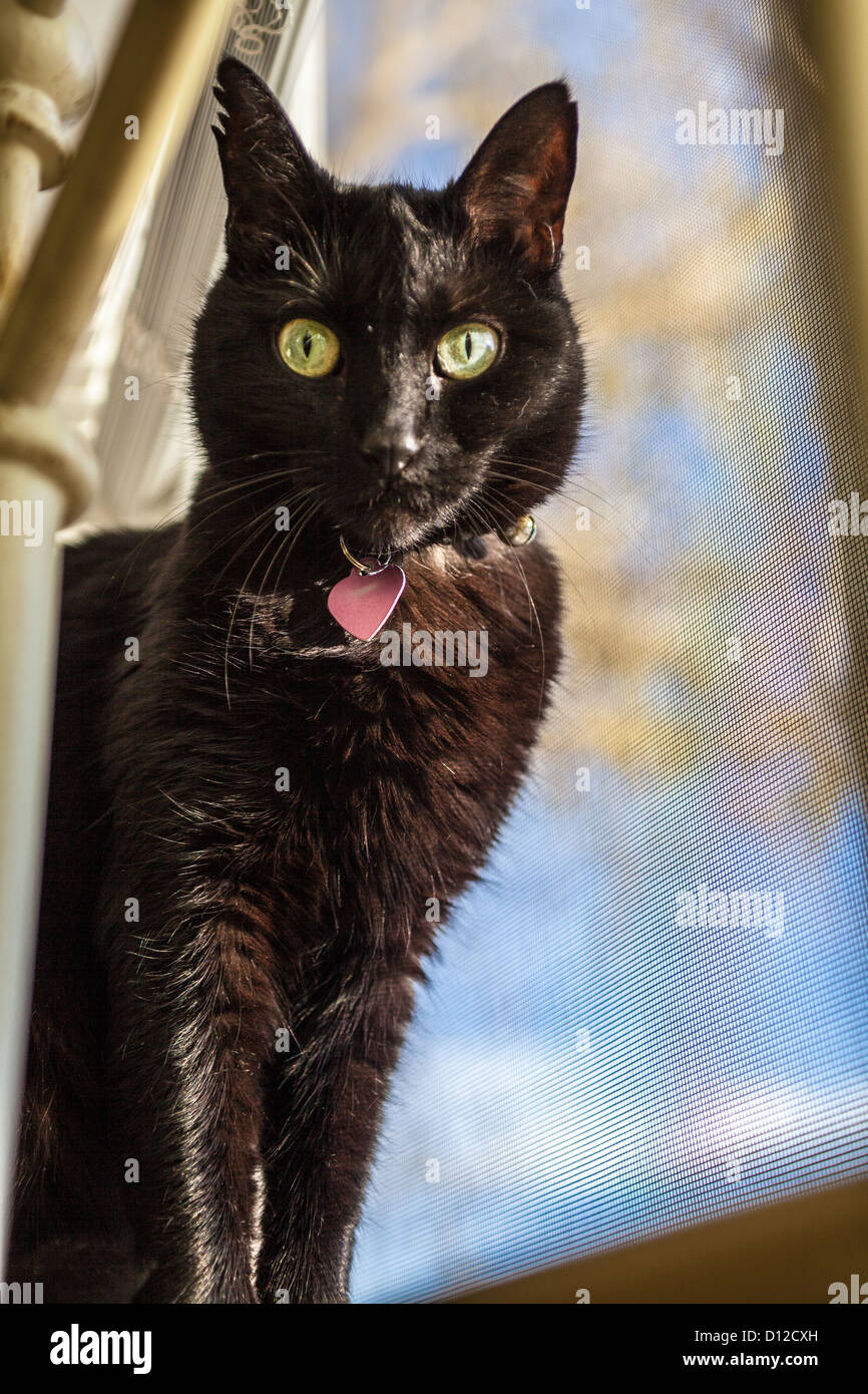 Un Chat Noir Aux Yeux Verts Photo Stock Alamy Un Chat Noir Aux Yeux Verts Photo Stock Alamy