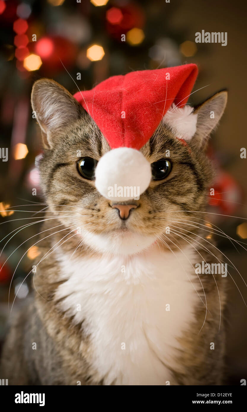 Chat De Noel Banque De Photographies Et D Images A Haute Resolution Alamy