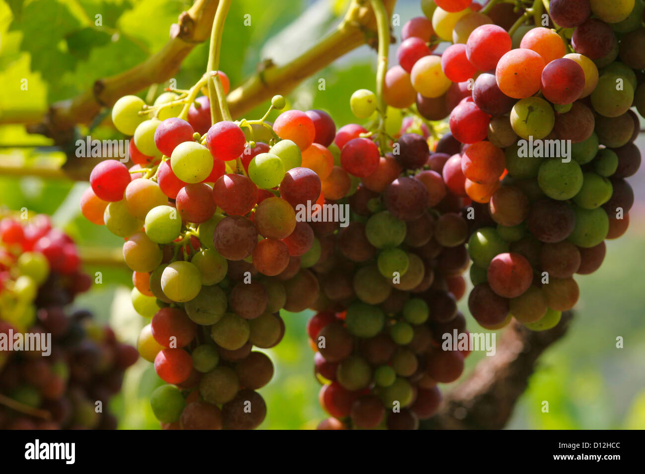 L'Italie, le vin rouge en vignoble, Close up Banque D'Images