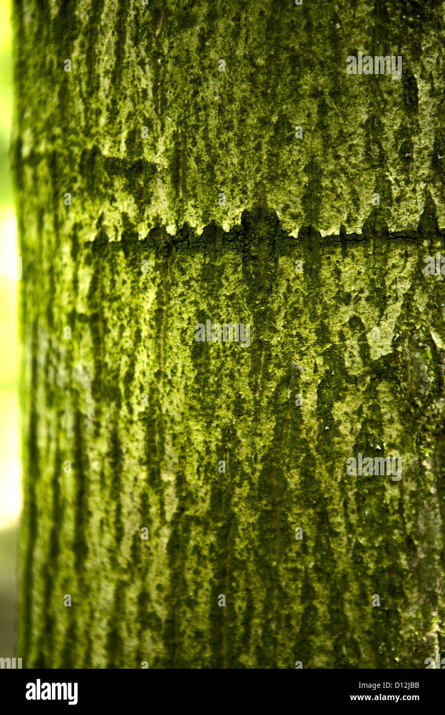 La France, avec des plantations de noix de moss sur l'écorce des arbres Banque D'Images