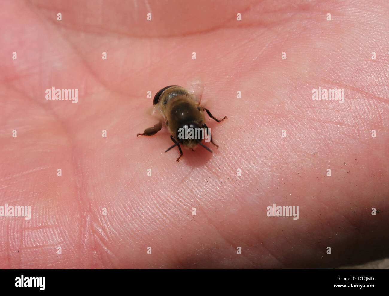 Déformé abeille sur une main avec ailes endommagés suite à la 'virus' Varroa causés par le varroa Banque D'Images