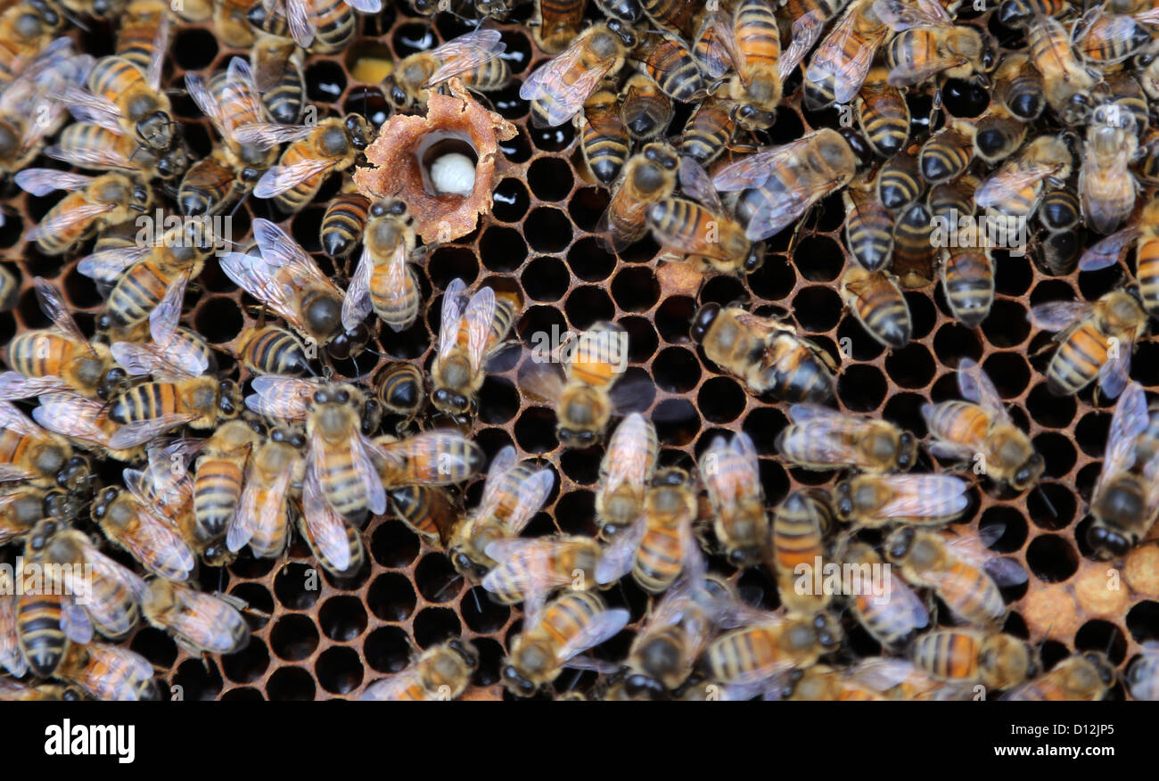 Cellule royale ouverte montrant les Bee Surrey England Banque D'Images