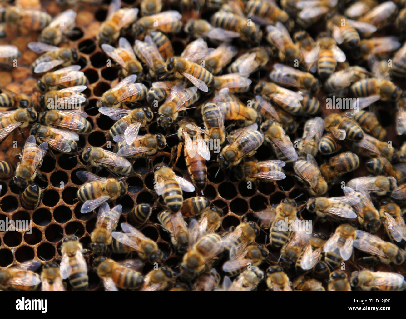 Reine des abeilles portant un Œuf sur le châssis à l'Beehive Surrey England Banque D'Images