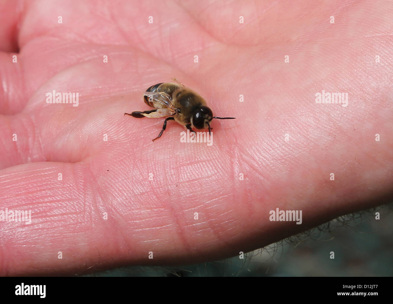 Abeille avec ailes déformées endommagées par suite de l 'virus' Varroa causés par le varroa surrey England Banque D'Images