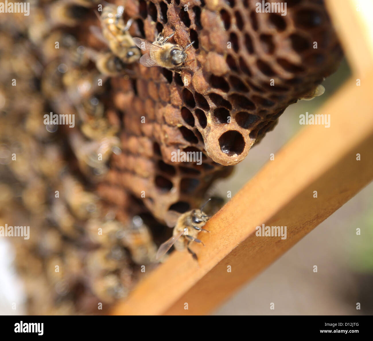 Une partie de l'image montrant la reine des abeilles à l'intérieur des cellules et d'œufs de Surrey en Angleterre Banque D'Images