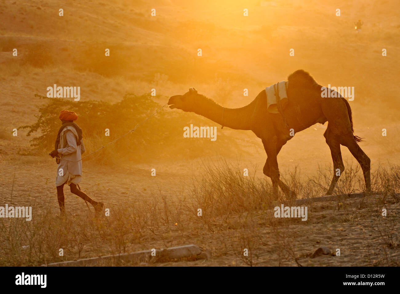 Homme marchant avec vers le désert à dos de chameau au coucher du soleil Banque D'Images