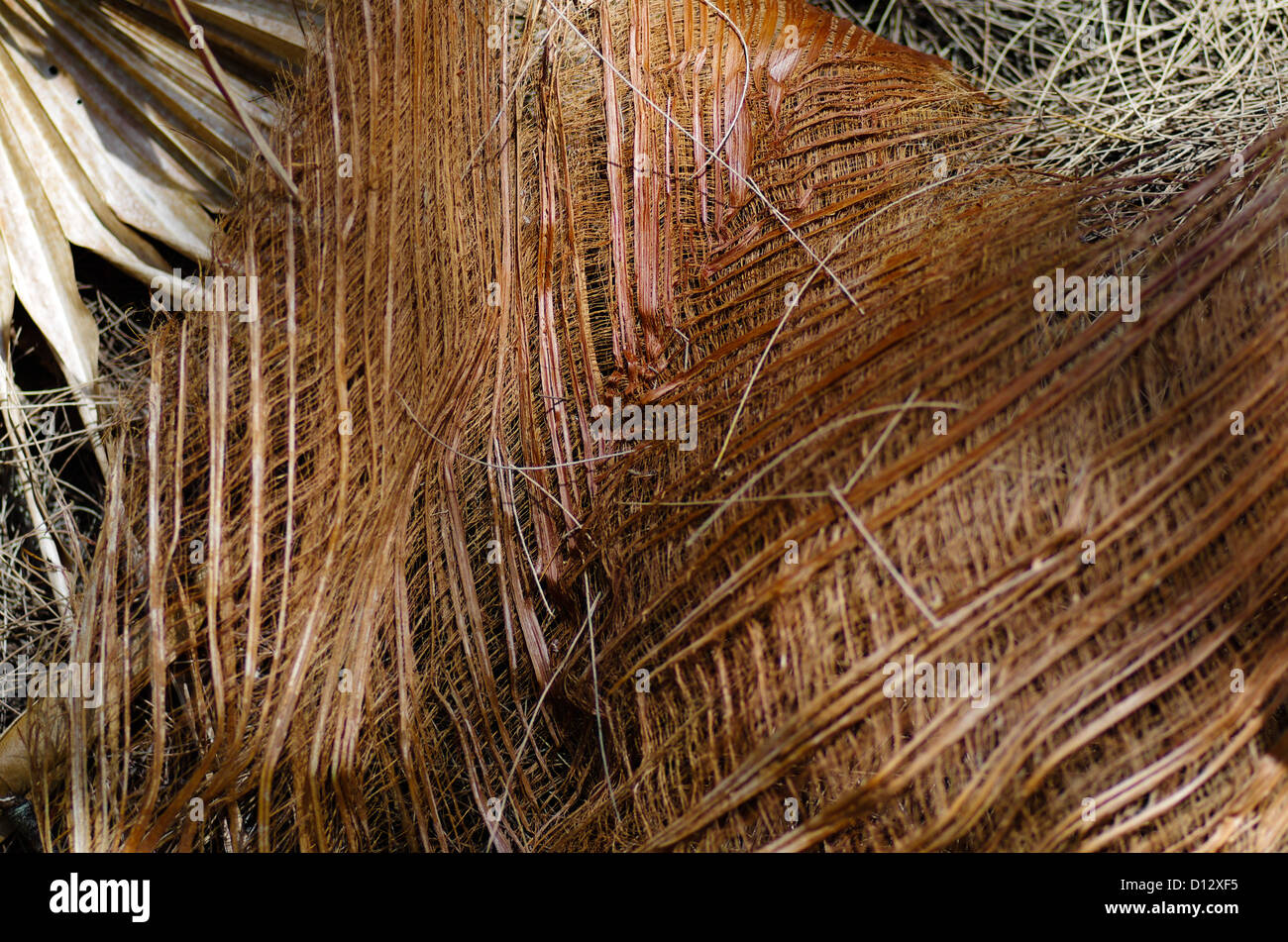 Palm tree leaf se dissoudre dans des threads sur Chichijima, Îles d'Ogasawara, Japon Banque D'Images