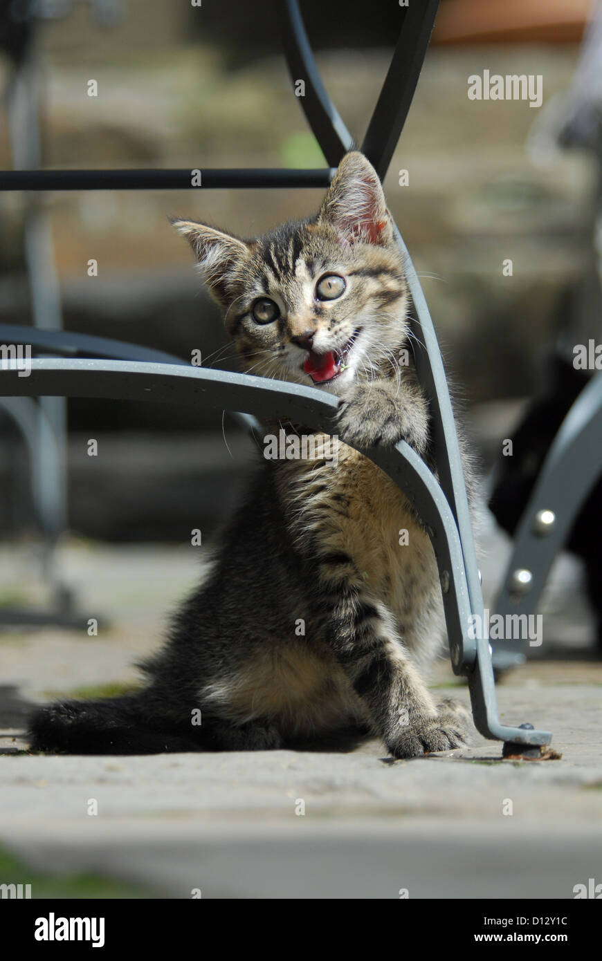 Junges Hauskätzchen, Tabby, spielt une einem Gartenstuhl, chaton, Shorthair pedigree Non, Tabby, jouer à une chaise, felis Banque D'Images