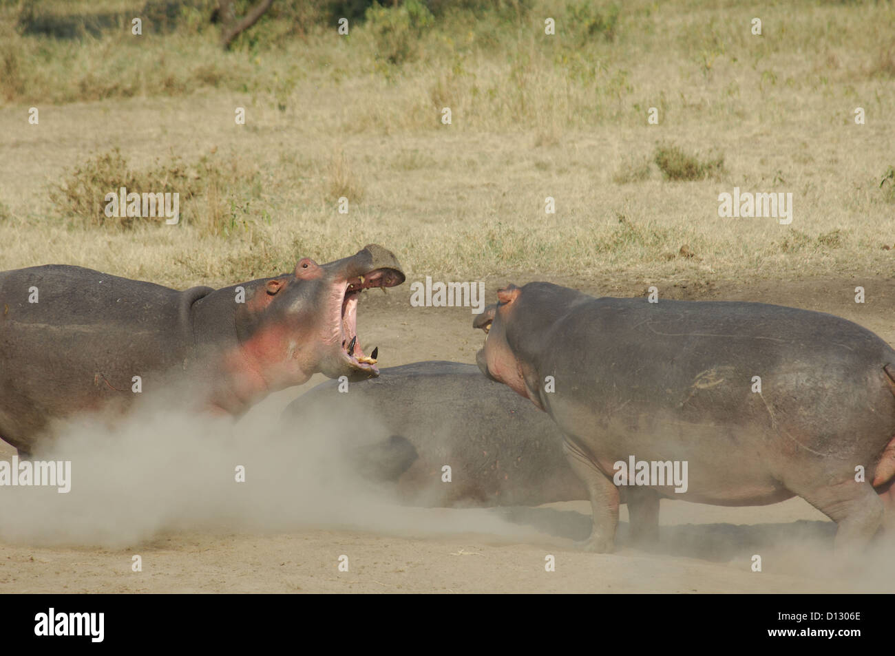 Hippopotame (Hippopotamus amphibius) combats, le Parc National du Serengeti Tanzanie Afrique Banque D'Images