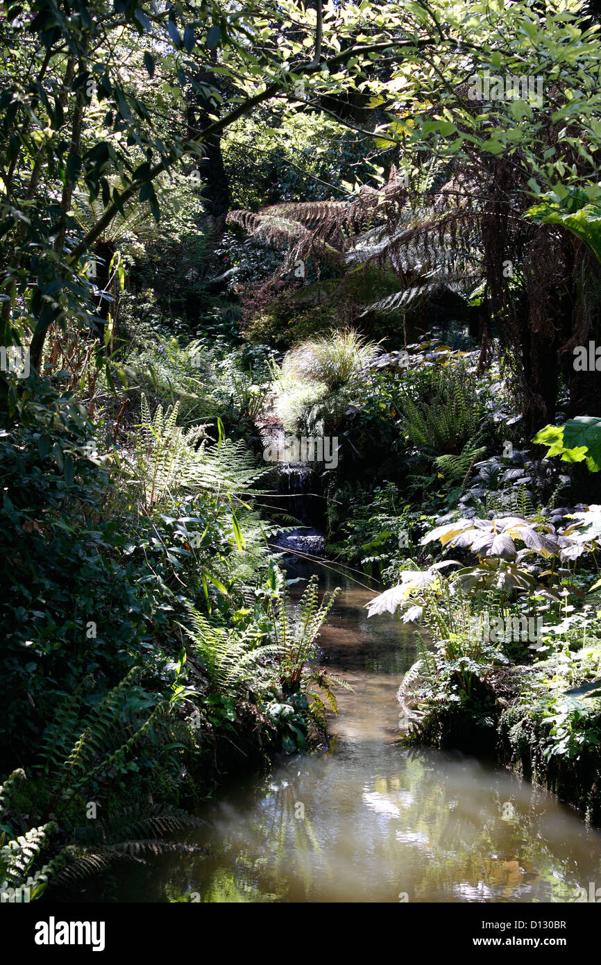 Ruisseau de la jungle par ABBOTSBURY JARDINS. DORSET UK. Banque D'Images